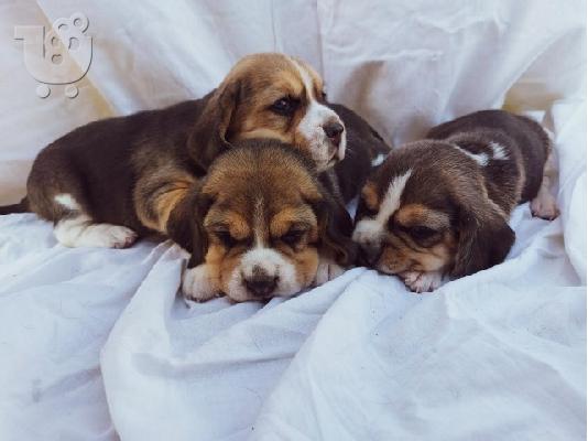 Beagle